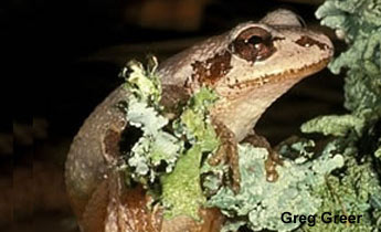 Mountain Chorus Frog (Pseudacris brachyphona)