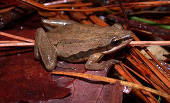 Brimley's Chorus Frog (Pseudacris brimleyi)