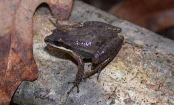 Upland Chorus Frog (Pseudacris feriarum)