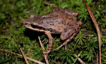 Southern Chorus Frog (Pseudacris nigrita)