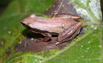 Little Grass Frog (Pseudacris ocularis)
