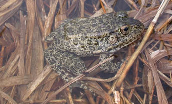 Gopher Frog (Rana [Lithobates] capito)