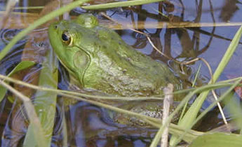 Bullfrog (Rana [Lithobates] catesbeiana)