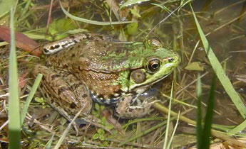 Green / Bronze Frog (Rana [Lithobates] clamitans)