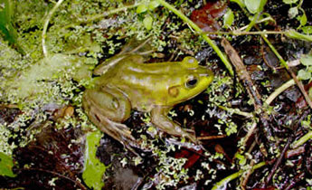 Pig Frog (Rana [Lithobates] grylio)