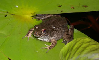 River Frog (Rana [Lithobates] hecksheri)
