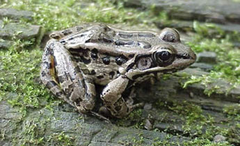 Pickerel Frog (Rana [Lithobates] palustris)