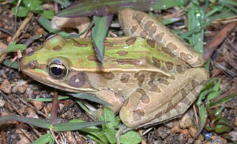 Southern Leopard Frog (Rana [Lithobates] sphenocephala)