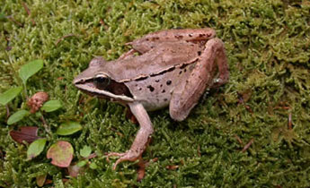 Wood Frog (Rana [Lithobates] sylvatica)