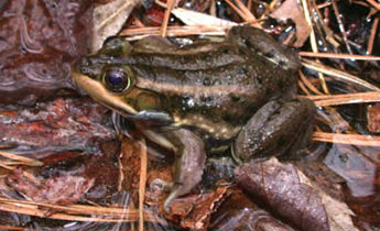 Carpenter Frog (Rana [Lithobates] virgatipes)