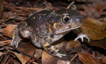 Eastern Spadefoot Toad (Scaphiopus holbrookii)