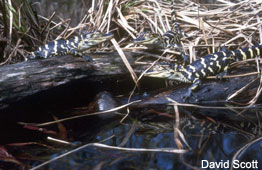 Basking Young alligator