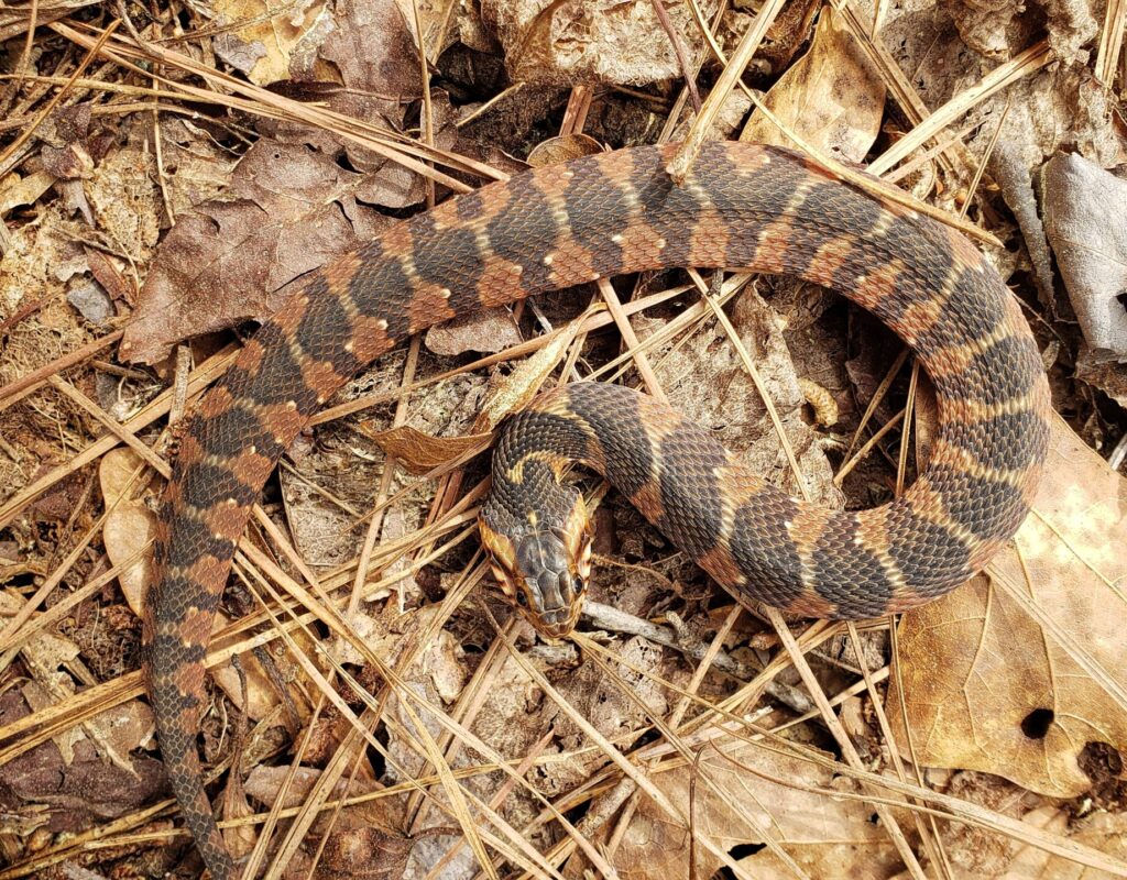Banded watersnake (2)