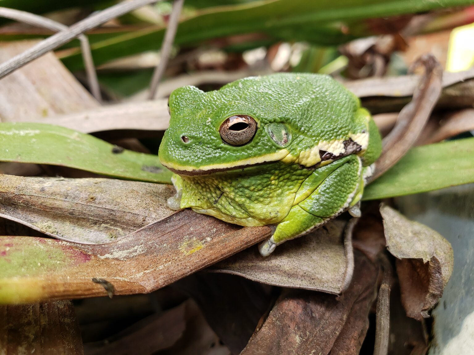 Barking Treefrog (Hyla gratiosa)