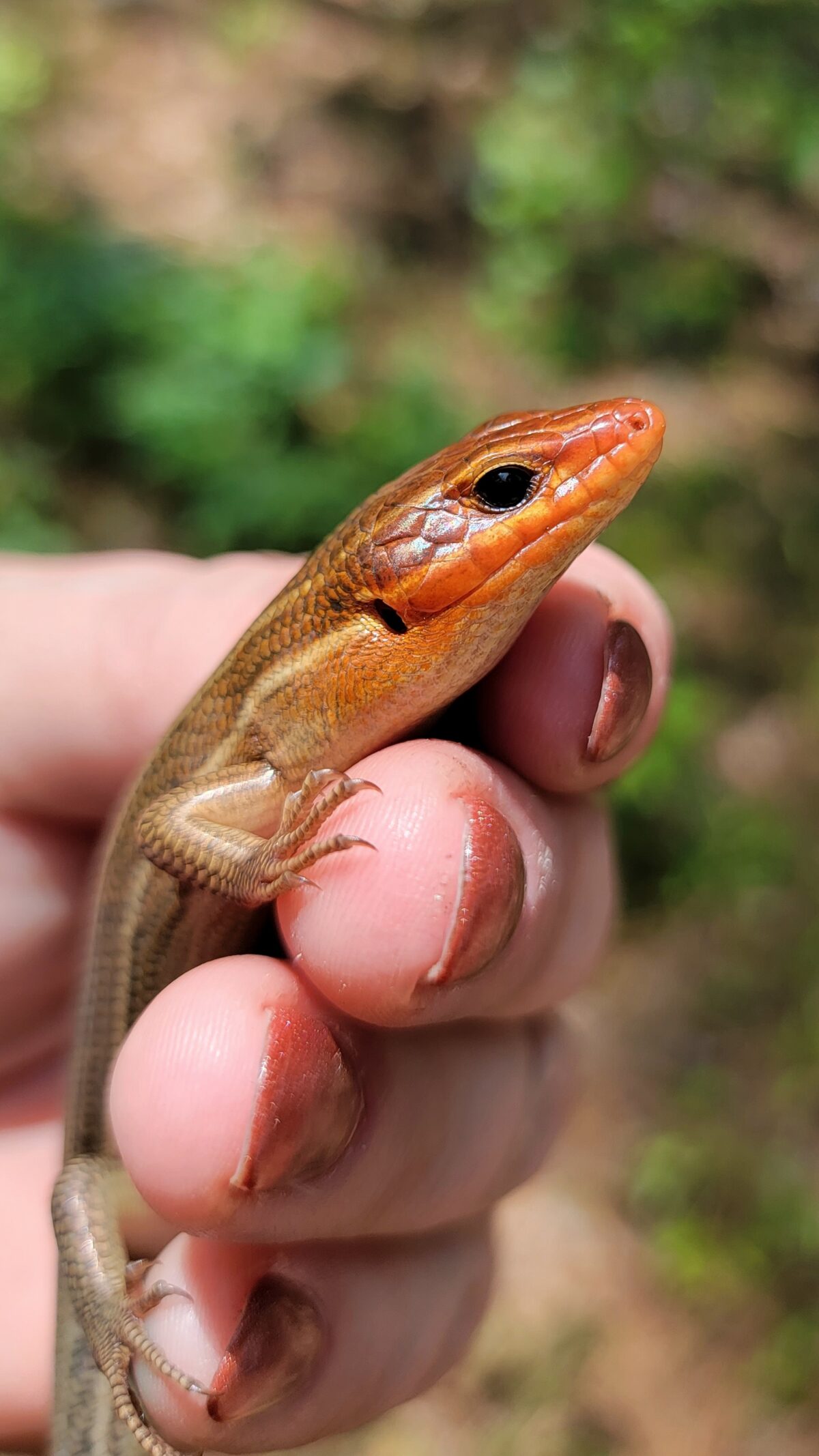 Broadhead Skink (Plestiodon laticeps)