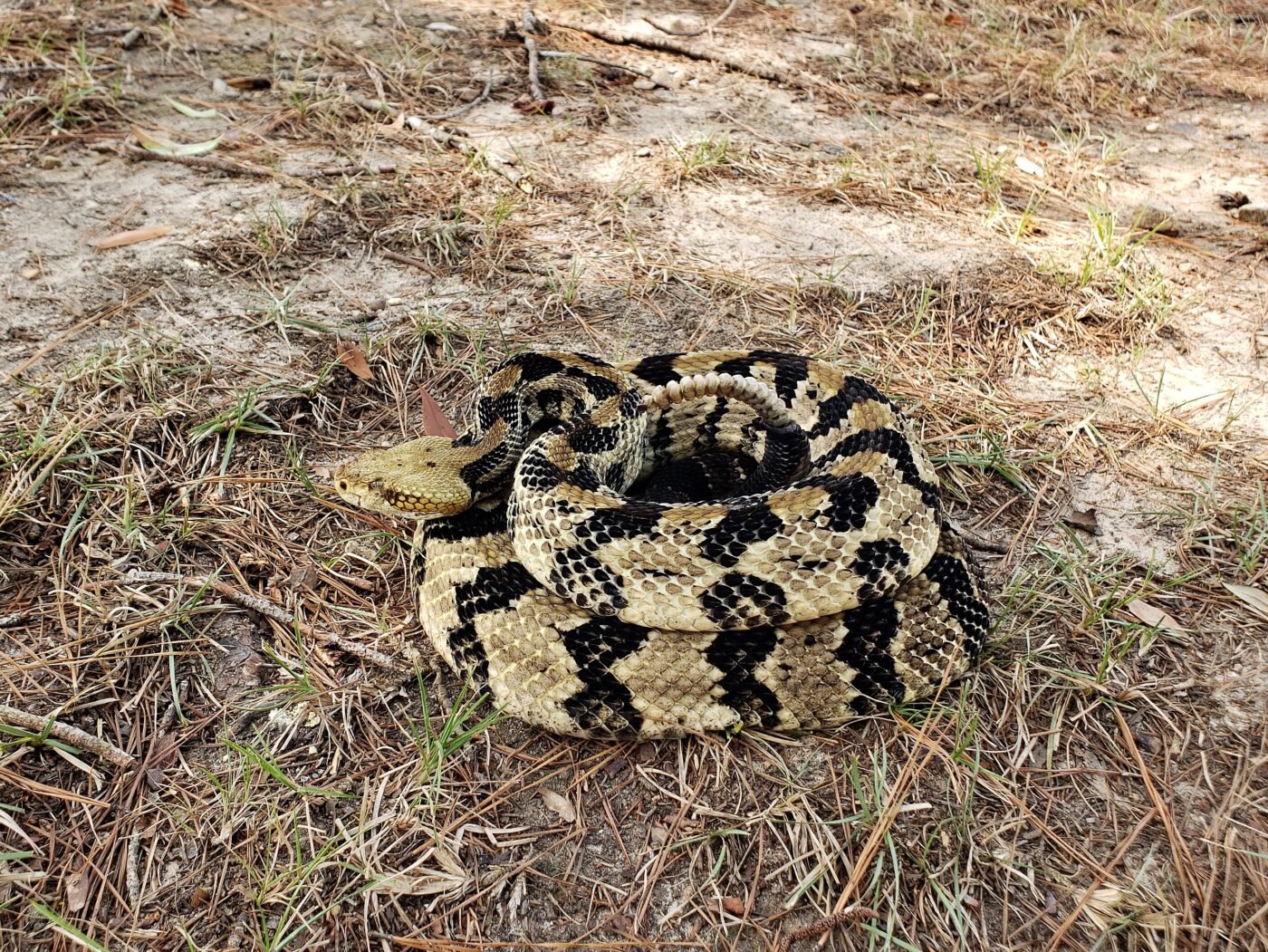 Canebrake / Timber Rattlesnake (Crotalus horridus) – Venomous