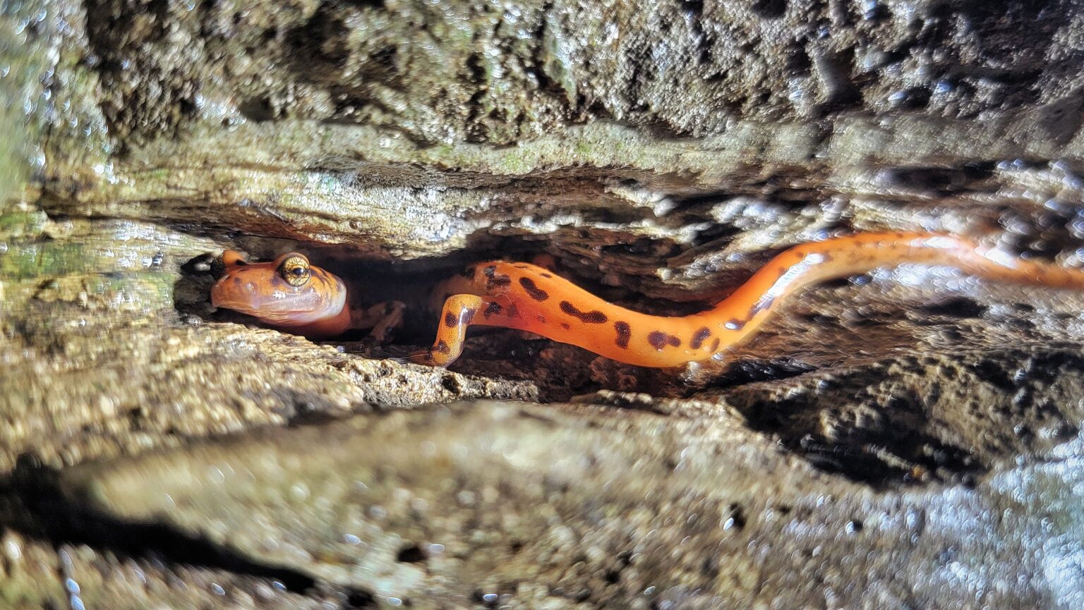 Cave Salamander (Eurycea lucifuga)