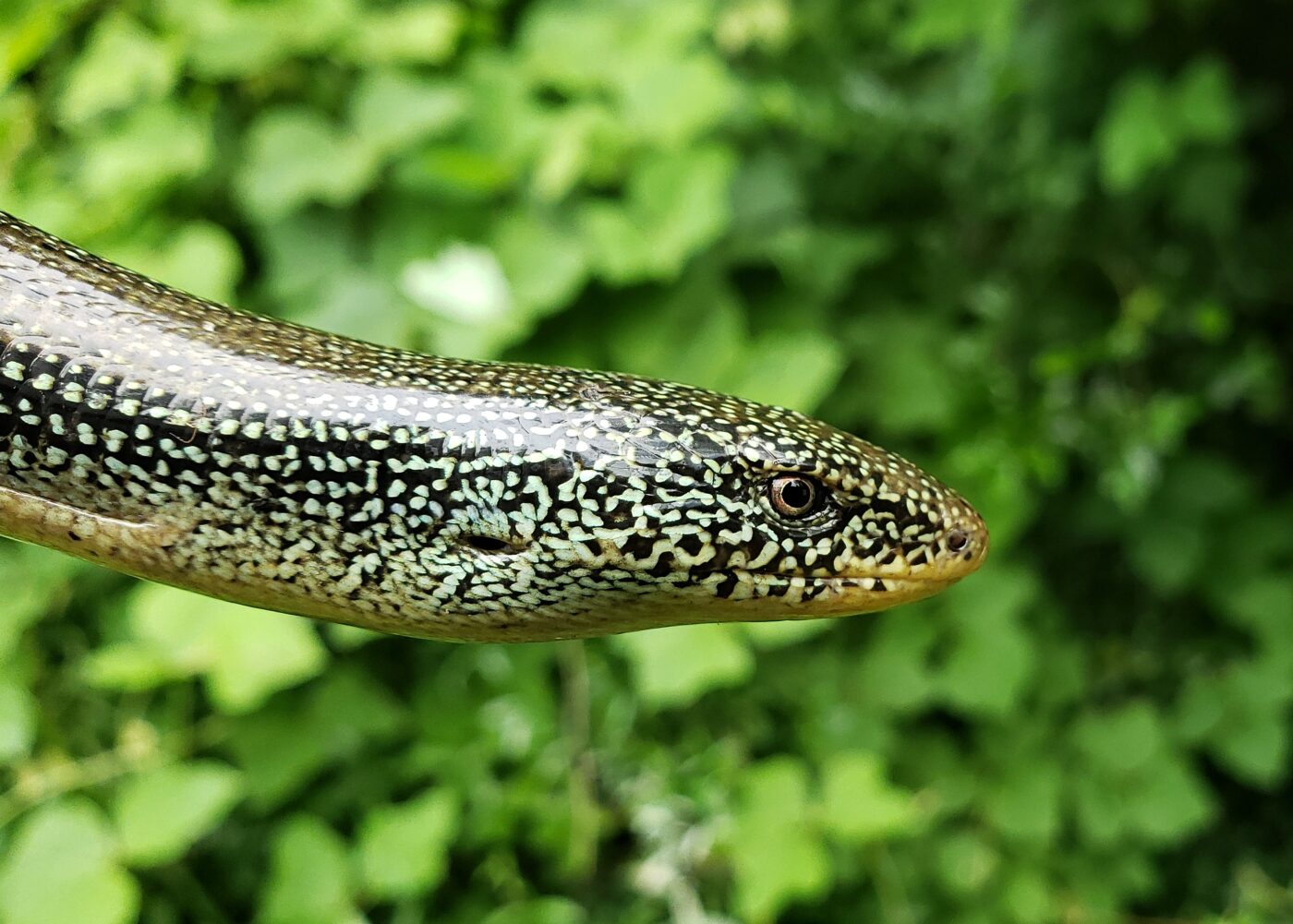 Eastern Glass Lizard (Ophisaurus ventralis)