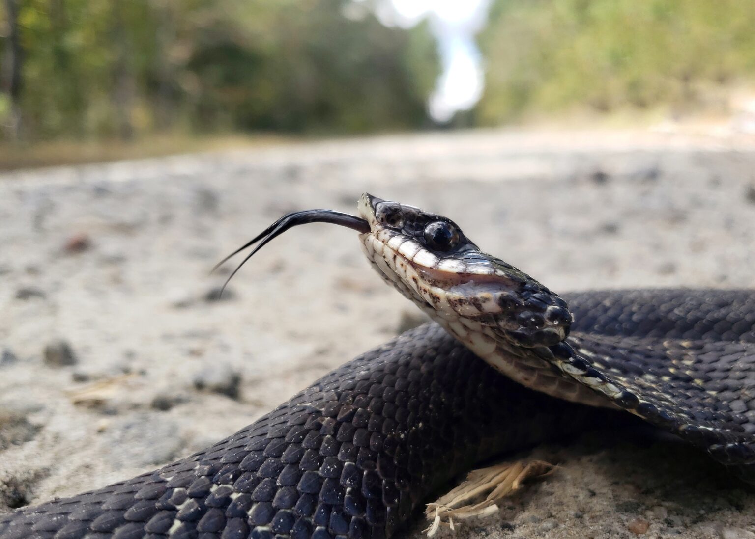 Eastern Hognose Snake (Heterodon platirhinos)