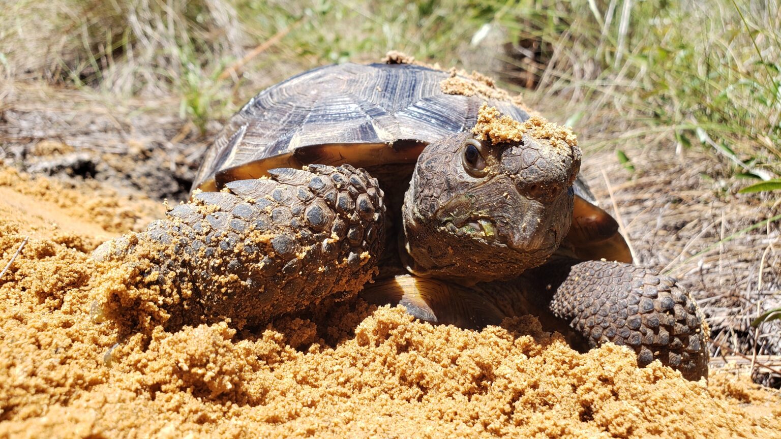 Gopher Tortoise (Gopherus polyphemus)