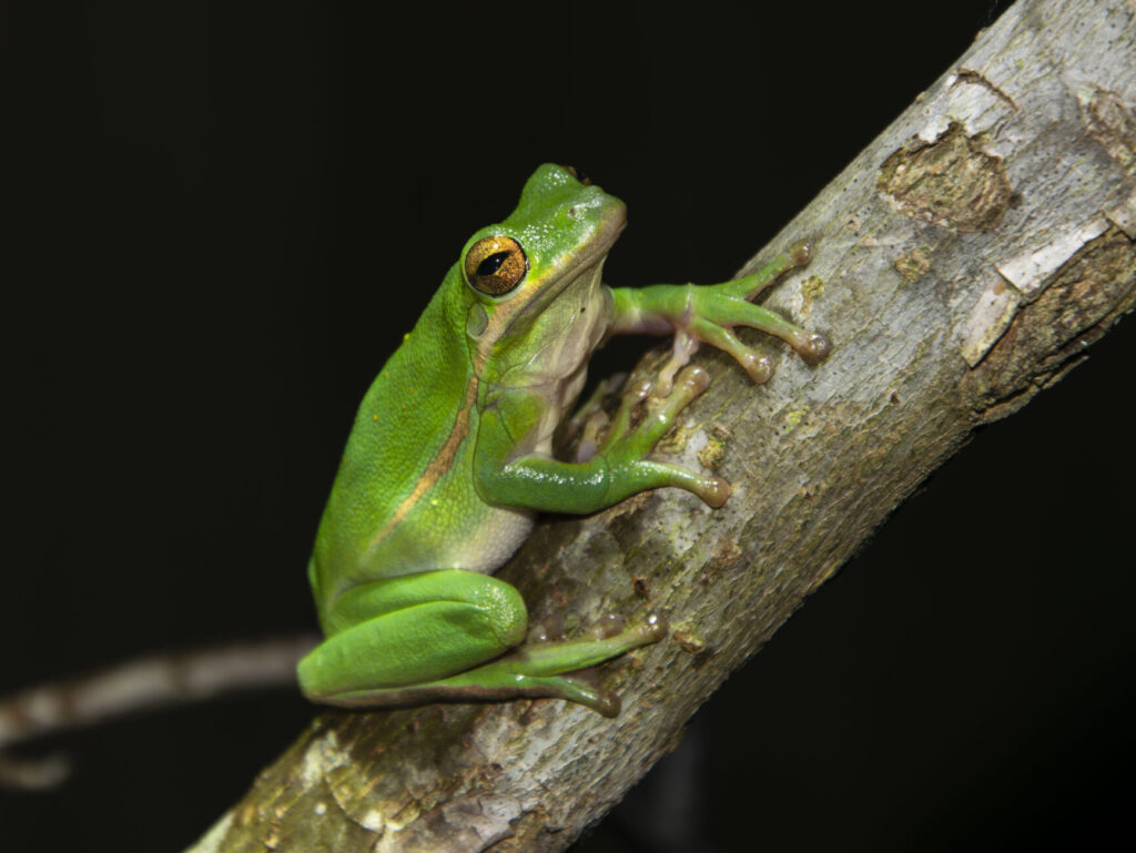 Green Treefrog (3)