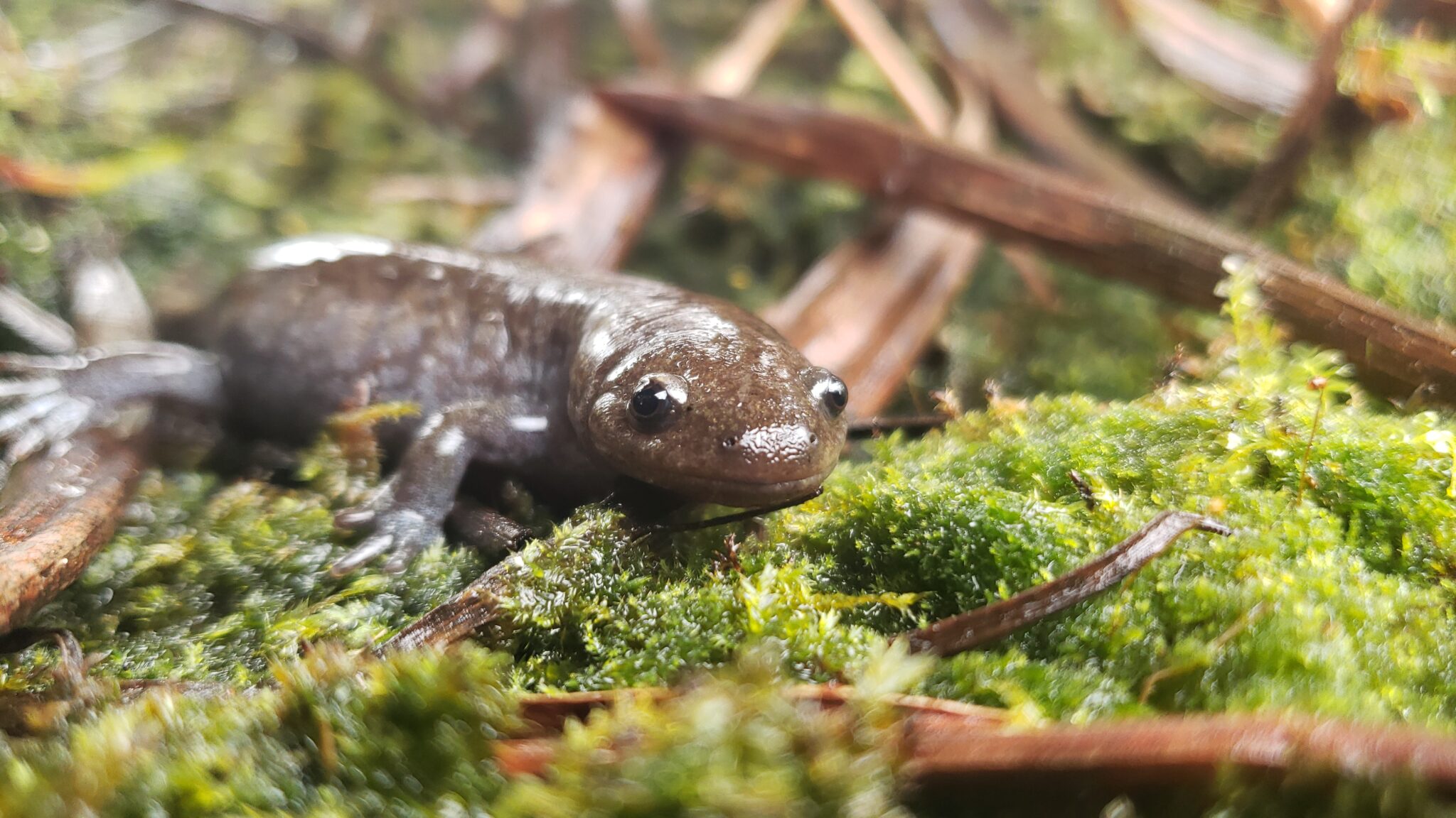 Mole Salamander (Ambystoma talpoideum)