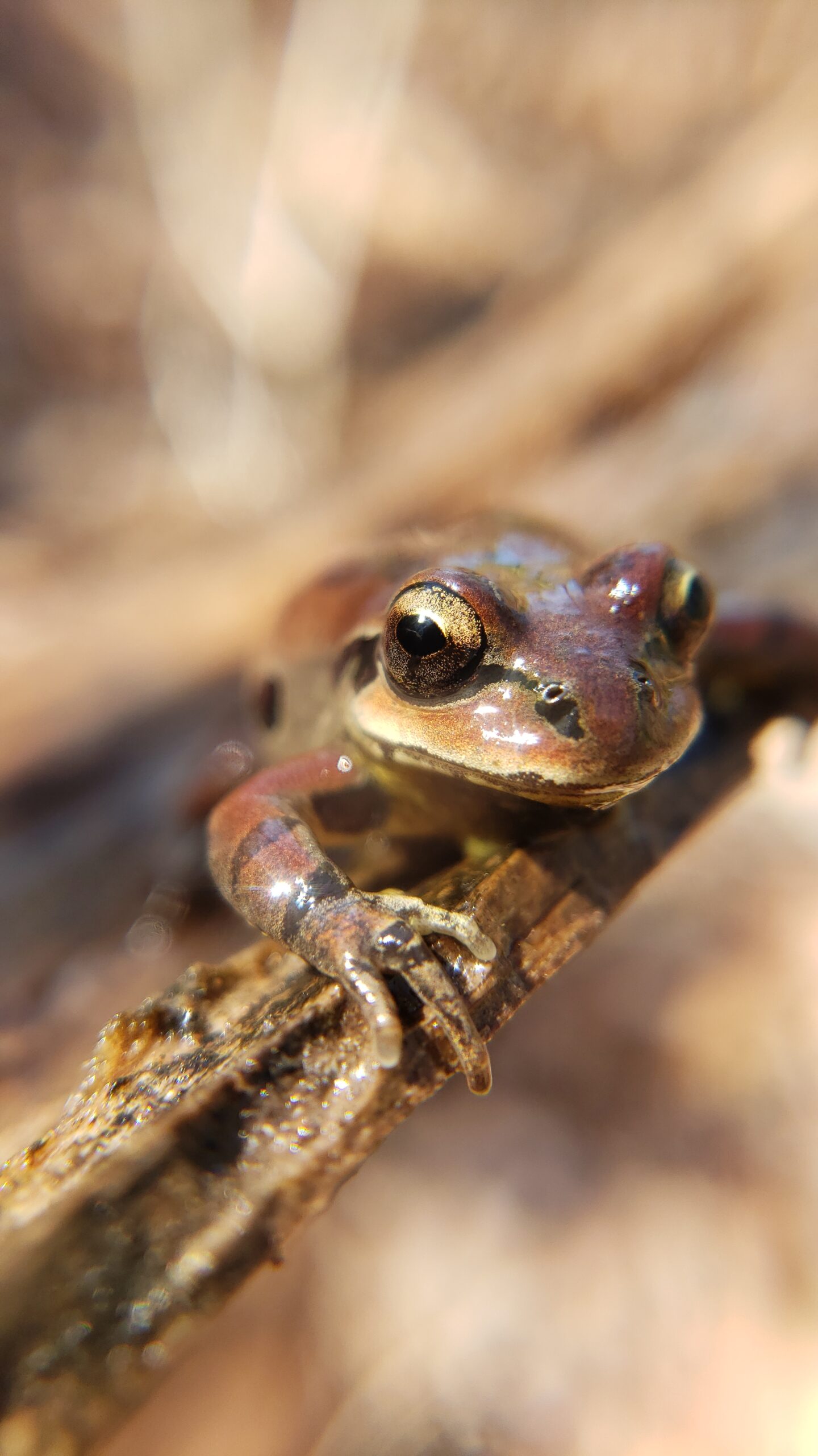 Ornate Chorus Frog (Pseudacris ornata)