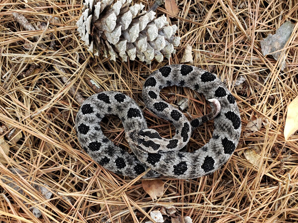 Pigmy Rattlesnake (Sistrurus miliarius) – Venomous