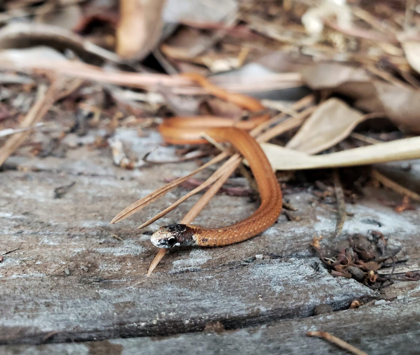 Redbellied Snake (Storeria occipitomaculata)