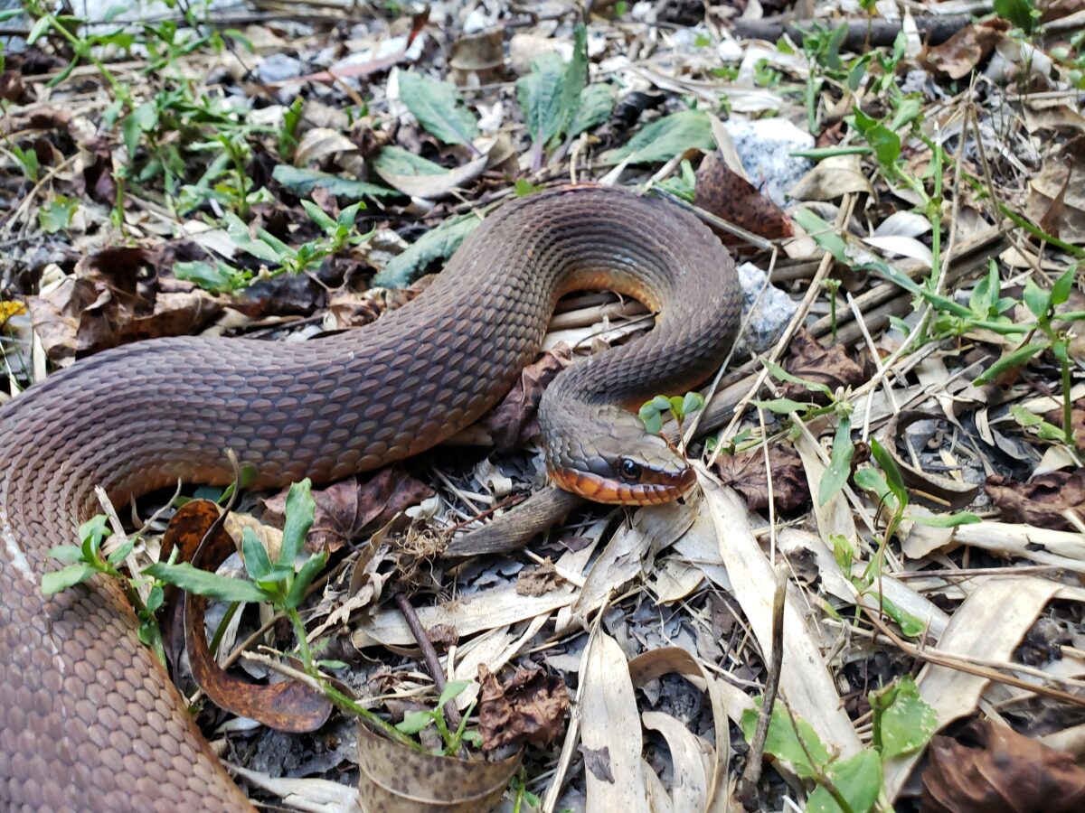 Red-bellied Watersnake (Nerodia erythrogaster)