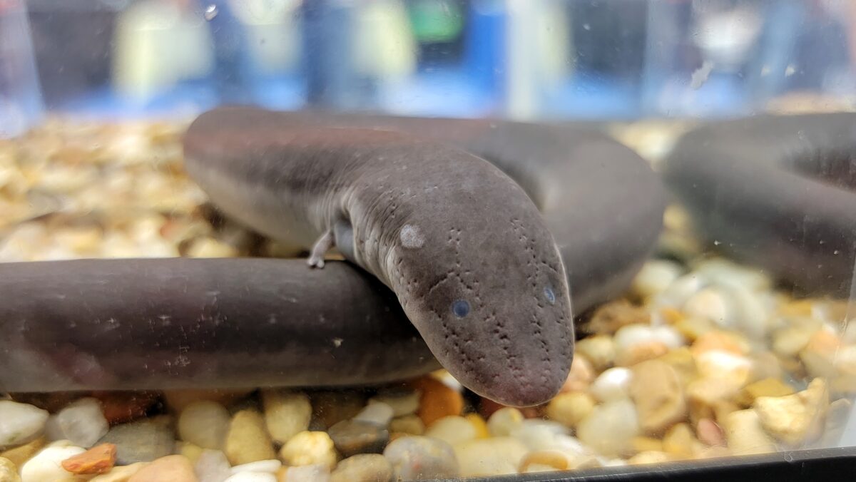 Two-toed Amphiuma (Amphiuma means)