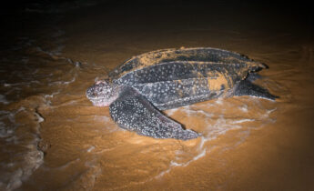 Leatherback Sea Turtle laying eggs after returning to the ocean