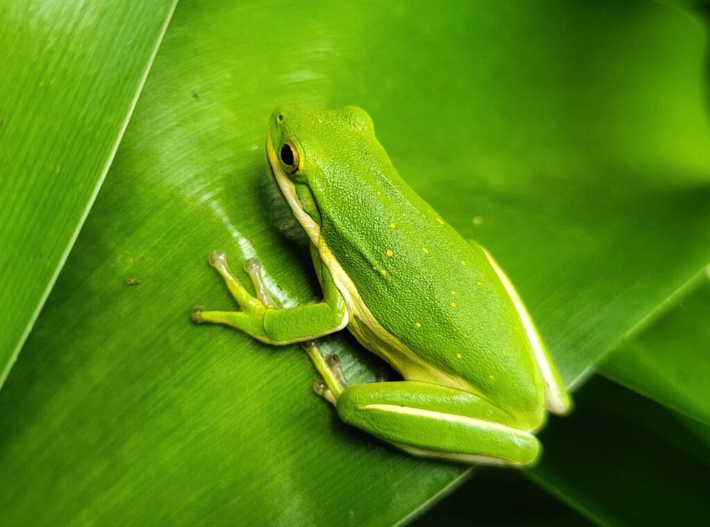 Green Treefrog (5)