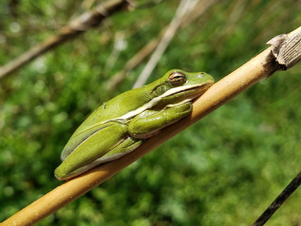 Green tree frogs (3)