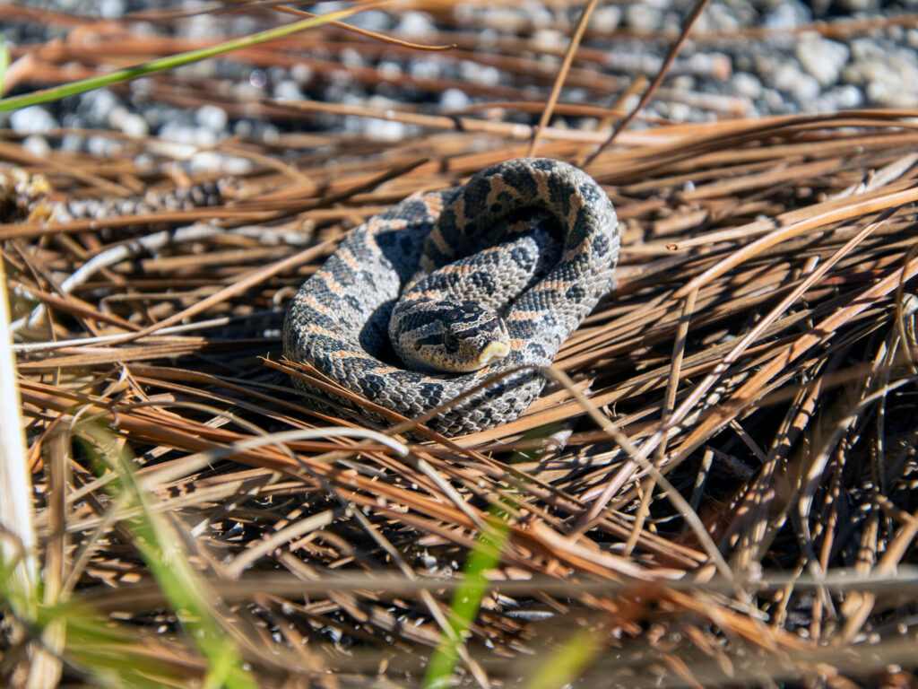 SM - DSC_0490-Enhanced-NR