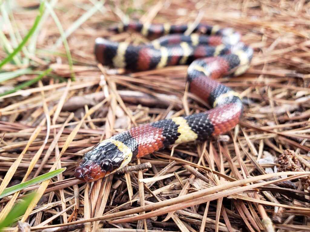 Scarlet Kingsnake (1)
