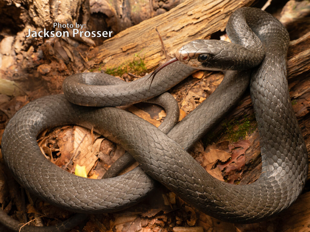 A large Black Racer (Coluber constrictor) is coiled on a forest floor among dry leaves and logs, its tongue extended.