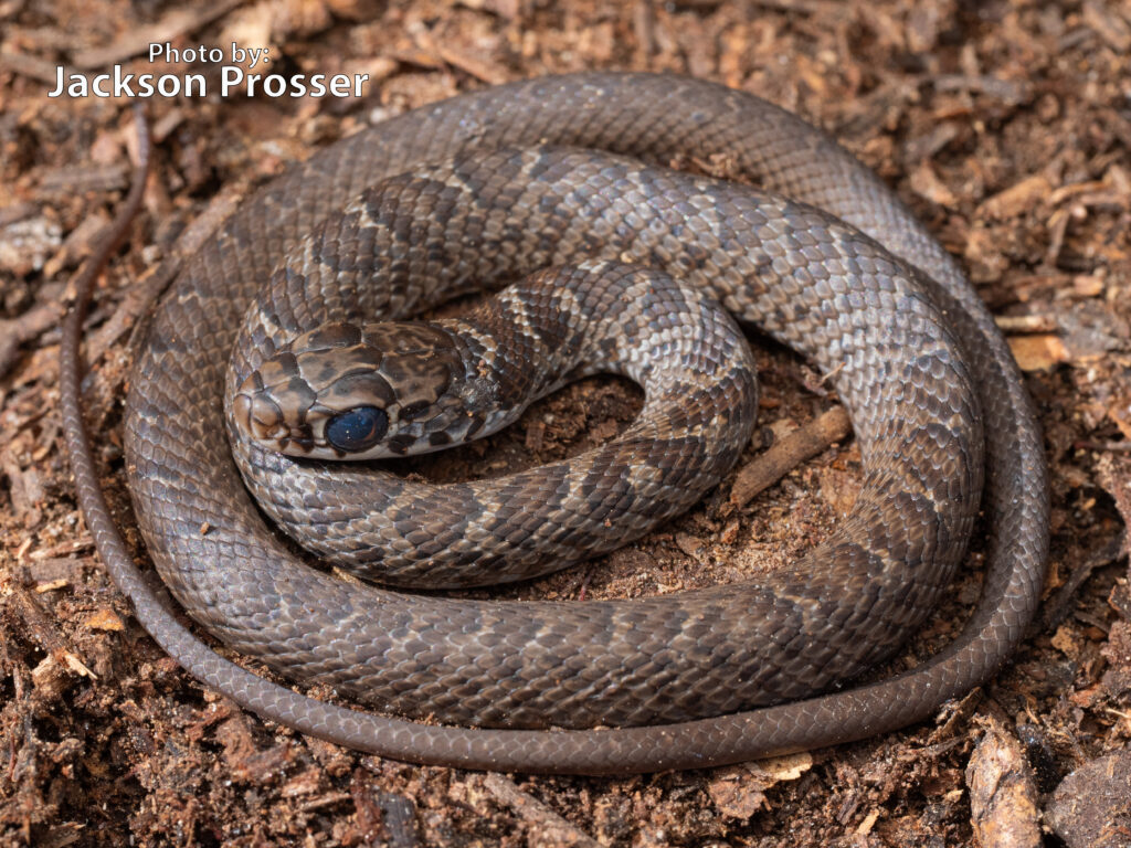 A small, brown snake, possibly a young Coluber constrictor (Black Racer), is coiled on a bed of brown soil or bark chips. Text in the corner reads Photo by: Jackson Prosser.