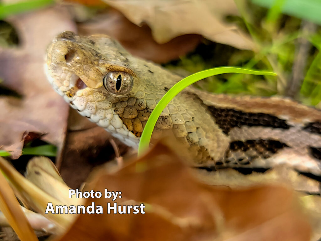 A close-up of a timber rattlesnake partially hidden among leaves and grass on the ground. Text reads, Photo by: Amanda Hurst.