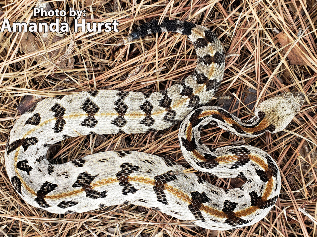 A light brown and black patterned timber rattlesnake lies coiled on a bed of pine needles. Text at the top left reads, Photo by: Amanda Hurst.