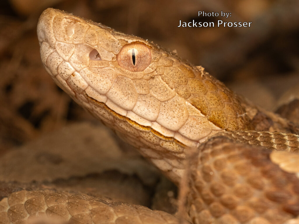 Close-up of an Eastern Copperhead (Agkistrodon contortrix) with a vertical pupil, showing detailed texture of its venomous head and body. Photo by Jackson Prosser.