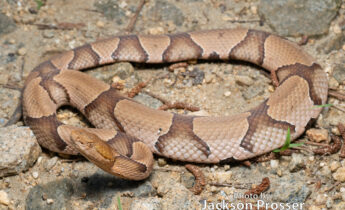An Eastern Copperhead (Agkistrodon contortrix), a venomous snake, is coiled on rocky ground. Its body has a light brown base with darker hourglass-shaped bands. Text at the bottom reads, “Photo by Jackson Prosser.”.