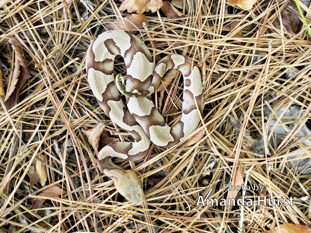 A light brown and tan patterned Eastern Copperhead, a venomous snake, lies coiled on a bed of dry pine needles and leaves.
