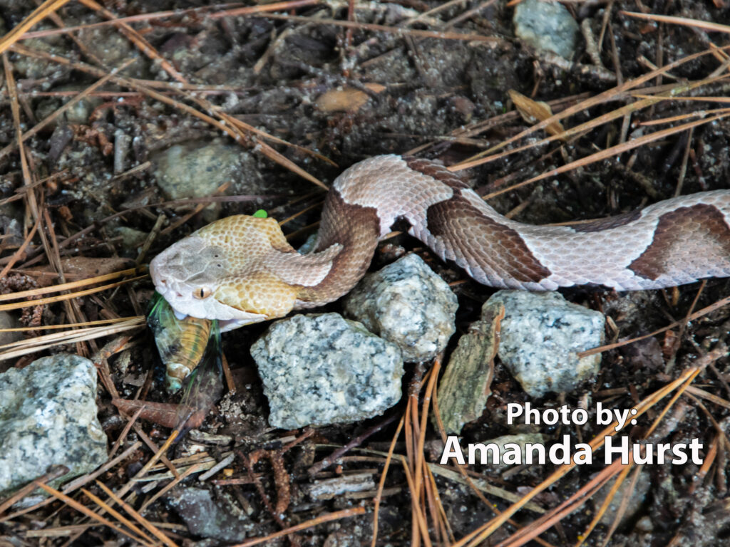 An Eastern Copperhead (Agkistrodon contortrix), a venomous snake, eats a green insect while lying on the ground among rocks and pine needles.