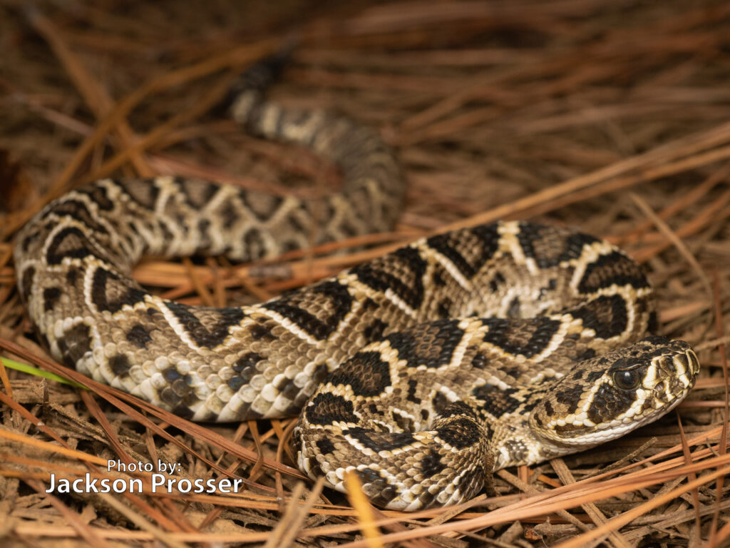 An Eastern Diamondback Rattlesnake with patterned scales is coiled on a bed of pine needles. Photo by: Jackson Prosser is written in the lower left corner, showcasing this venomous reptile's natural habitat.