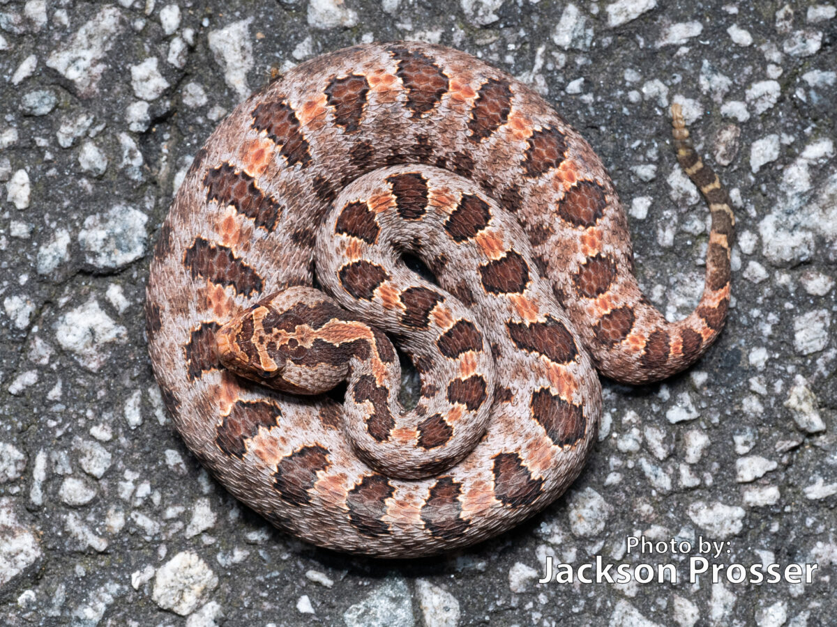A venomous Pigmy Rattlesnake, Sistrurus miliarius, is curled up on the ground.