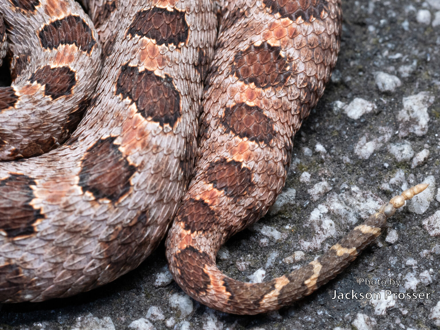 Mini Rattlesnake Pigmy Rattlesnake (Sistrurus miliarius) – Venomous