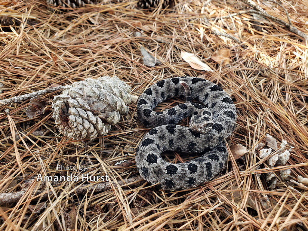 Pygmy Rattlesnake - Hurst 2 A gray and black Pigmy Rattlesnake (Sistrurus miliarius), a venomous species, is coiled on dry pine needles and cones scattered across the forest floor.