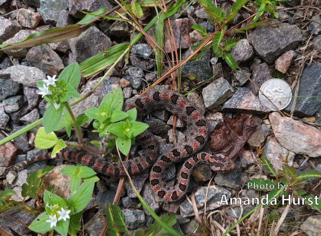 Pygmy Rattlesnake - Hurst A small patterned Pigmy Rattlesnake coils on rocky ground next to a coin for scale, surrounded by green plants and white flowers. This venomous Sistrurus miliarius blends seamlessly into its natural habitat.