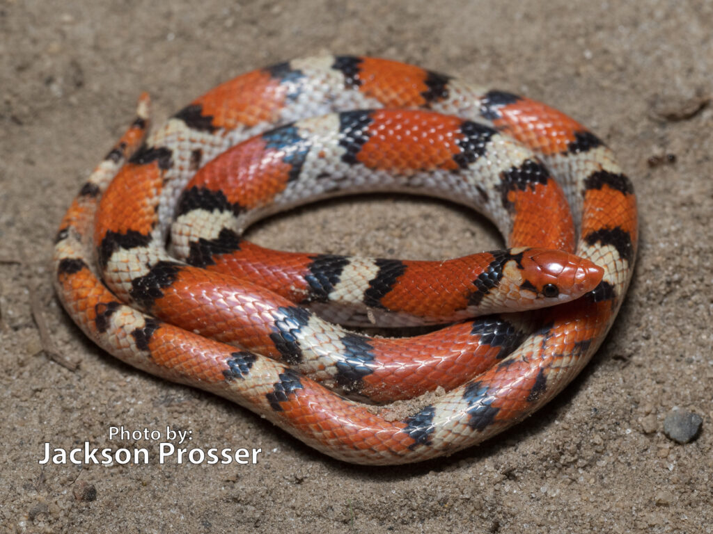 Scarlet Snake (3) A Scarlet Snake (Cemophora coccinea) with striking red, black, and white bands is coiled on sandy ground. Text on the image reads Photo by: Jackson Prosser.